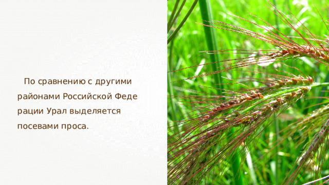 По сравнению с другими районами Российской Феде­рации Урал выделяется посевами проса. 