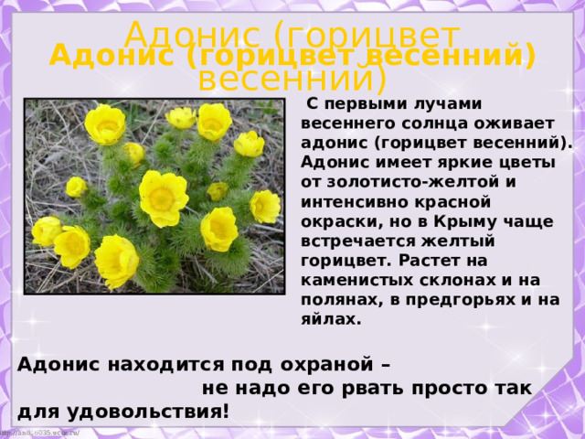 Адонис (горицвет весенний) Адонис (горицвет весенний)  С первыми лучами весеннего солнца оживает адонис (горицвет весенний). Адонис имеет яркие цветы от золотисто-желтой и интенсивно красной окраски, но в Крыму чаще встречается желтый горицвет. Растет на каменистых склонах и на полянах, в предгорьях и на яйлах. Адонис находится под охраной –  не надо его рвать просто так для удовольствия! 