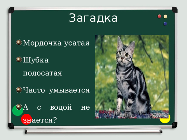 Загадка Мордочка усатая Шубка полосатая Часто умывается А с водой не знается? 