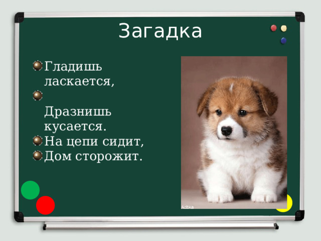 Загадка Гладишь ласкается,  Дразнишь кусается. На цепи сидит, Дом сторожит. 