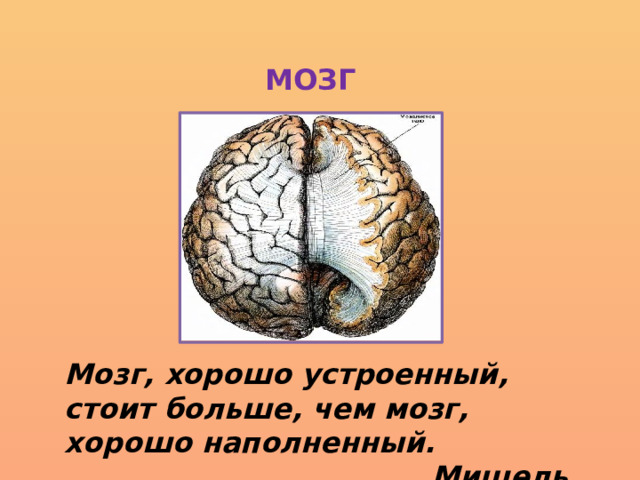МОЗГ Мозг, хорошо устроенный, стоит больше, чем мозг, хорошо наполненный.  Мишель де Монтень 