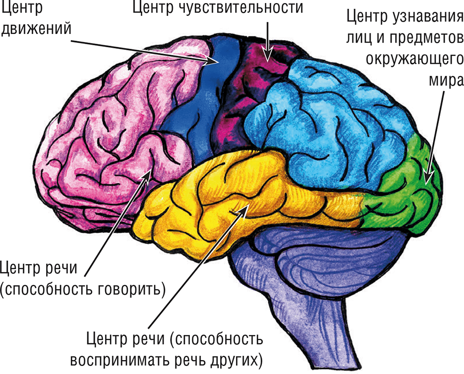 Строение коры головного мозга человека. Строение головного мозга доли коры. Расстройство полушарий