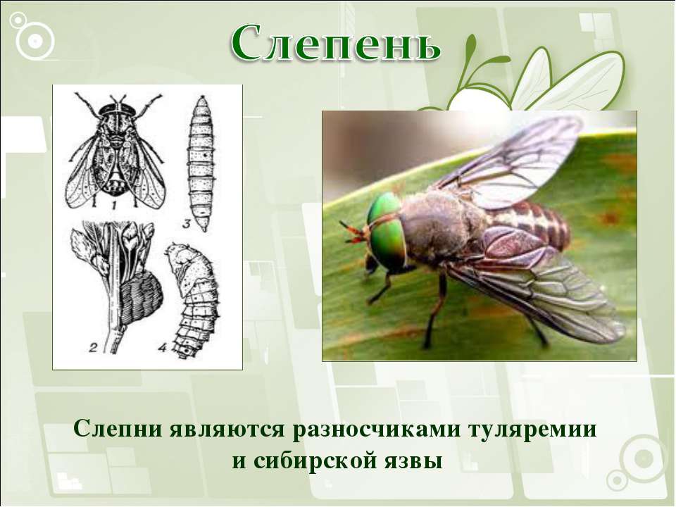 Картинки ПЕРЕНОСЧИКИ ОПАСНЫХ БОЛЕЗНЕЙ