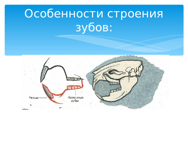 Особенности строения зубов: 