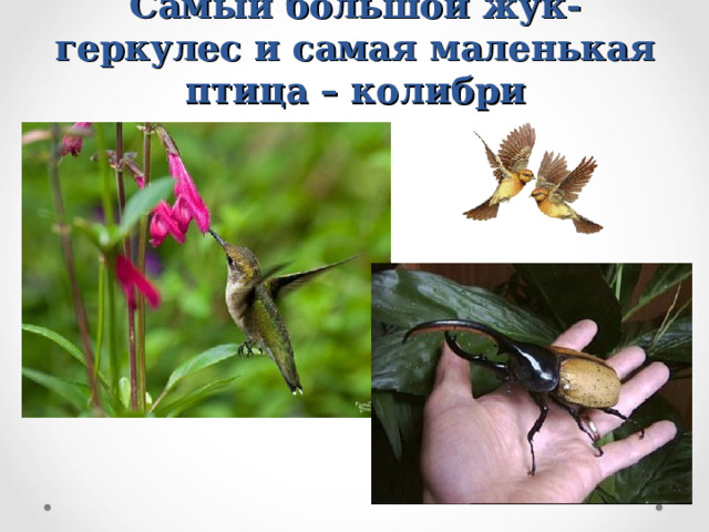 Самый большой жук-геркулес и самая маленькая птица – колибри 