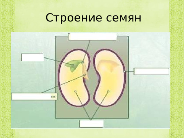 Строение семян 