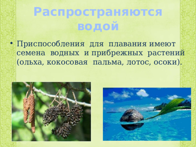 Распространяются  водой Приспособления для плавания имеют семена водных и прибрежных растений (ольха, кокосовая пальма, лотос, осоки). 