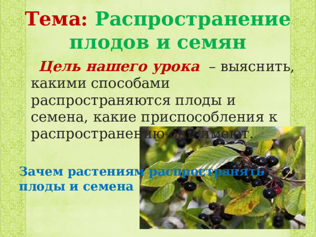 Тема: Распространение плодов и семян  Цель нашего урока  – выяснить, какими способами распространяются плоды и семена, какие приспособления к распространению они имеют.  Зачем растениям распространять плоды и семена 