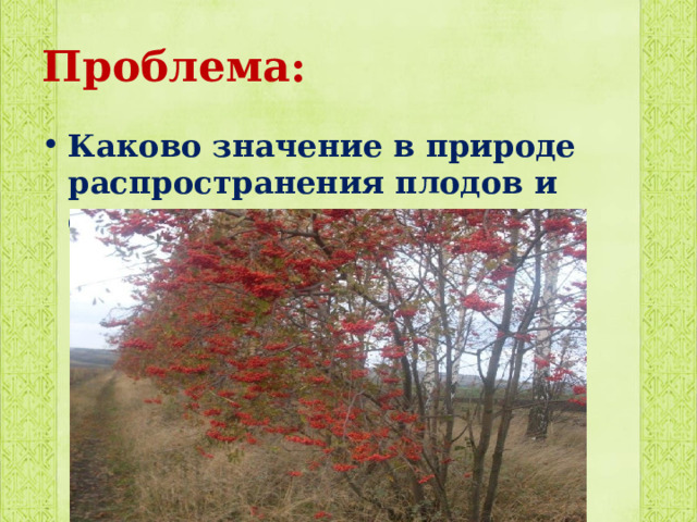 Проблема: Каково значение в природе распространения плодов и семян. 