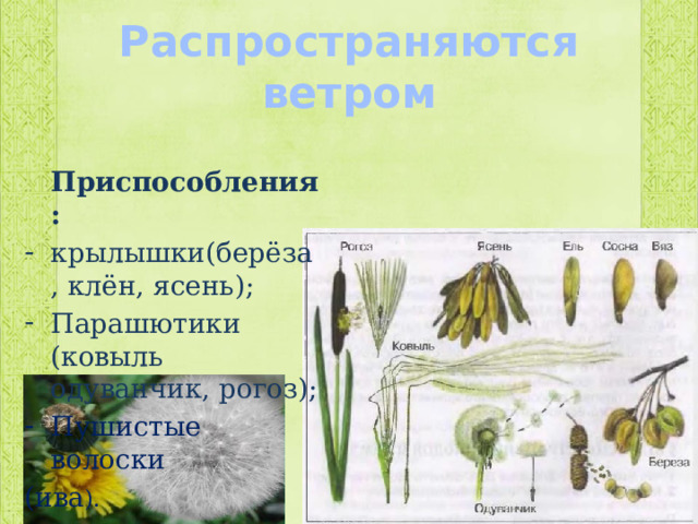  Распространяются  ветром    Приспособления: крылышки(берёза, клён, ясень); Парашютики (ковыль одуванчик, рогоз); Пушистые волоски (ива ). 