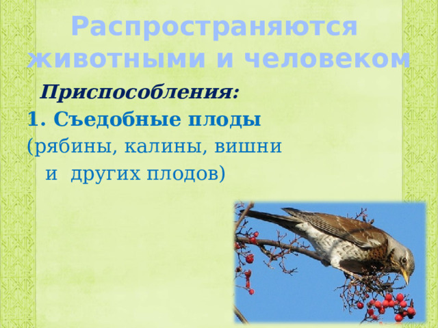  Распространяются  животными и человеком    Приспособления: 1. Съедобные плоды (рябины, калины, вишни  и других плодов) 