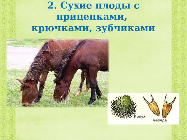 2. Сухие плоды с прицепками,  крючками, зубчиками 