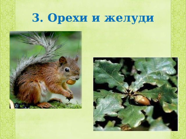 3. Орехи и желуди 