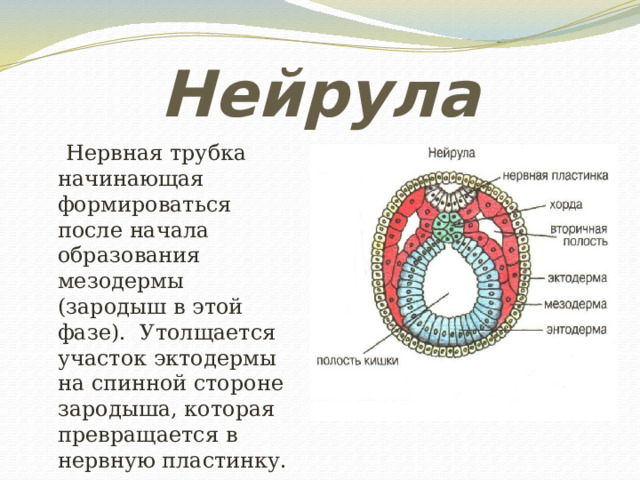 Что характерно для эмбриона на стадии нейрулы