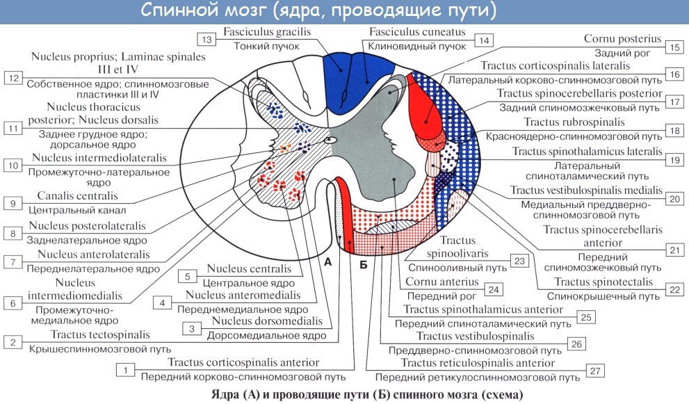 Латеральная организация. Ядра спинного мозга анатомия функции. Строение канатиков спинного мозга (белого вещества). Боковые канатики спинного мозга проводящие пути. Схема расположения проводящих путей в спинном мозге.