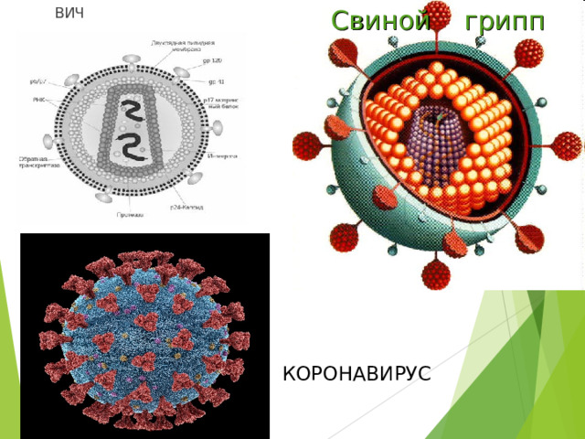 Урок 5 класс бактериях