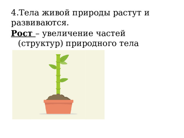 4.Тела живой природы растут и развиваются. Рост – увеличение частей (структур) природного тела 