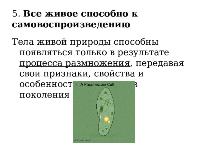 5. Все живое способно к самовоспроизведению Тела живой природы способны появляться только в результате процесса размножения , передавая свои признаки, свойства и особенности развития из поколения в поколение. 