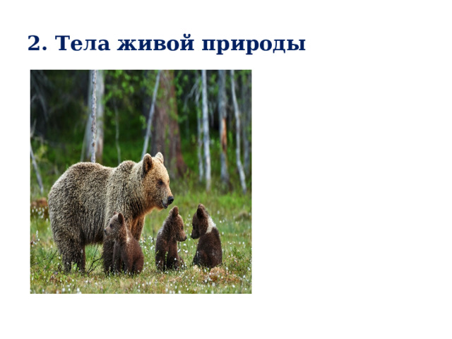 2. Тела живой природы 