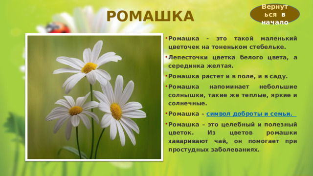 Вернуться в начало РОМАШКА Ромашка - это такой маленький цветочек на тоненьком стебельке. Лепесточки цветка белого цвета, а серединка желтая. Ромашка растет и в поле, и в саду. Ромашка напоминает небольшие солнышки, такие же теплые, яркие и солнечные. Ромашка – символ доброты и семьи. Ромашка – это целебный и полезный цветок. Из цветов ромашки заваривают чай, он помогает при простудных заболеваниях. 