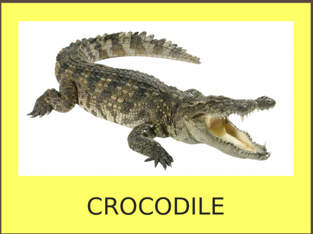 CROCODILE 