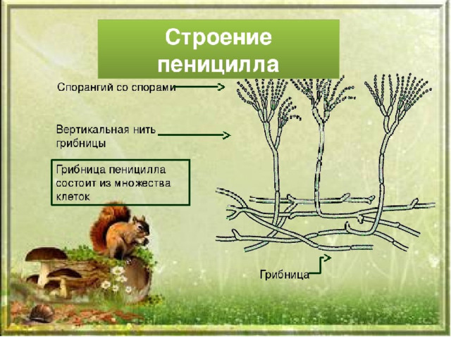 Строение пеницилла под микроскопом