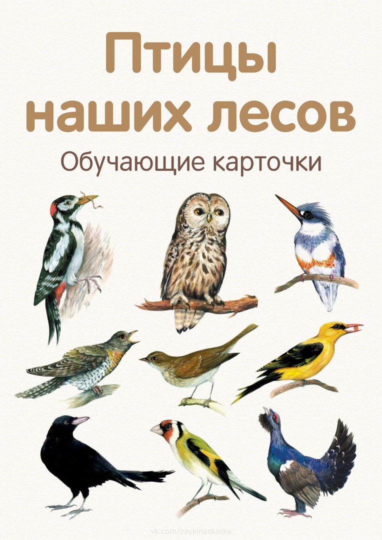 Книга птицы леса