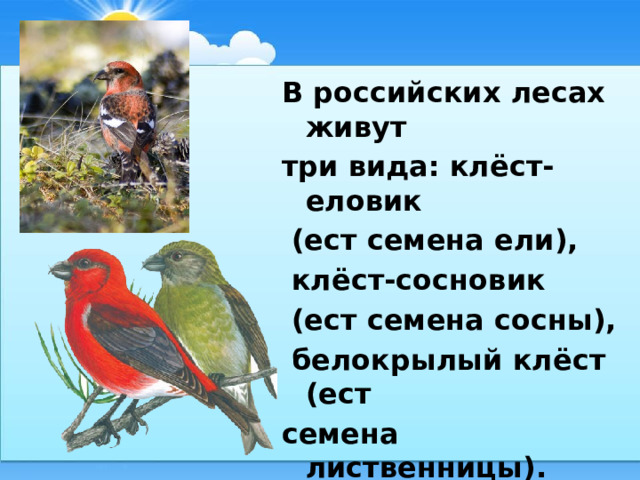 В российских лесах живут три вида: клёст-еловик  (ест семена ели),  клёст-сосновик  (ест семена сосны),  белокрылый клёст (ест семена лиственницы). Клесты выводят птенцов зимой. 