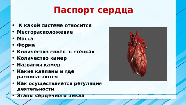 Они располагаются в стенках внутренних органов их сокращения осуществляется независимо от нашей воли