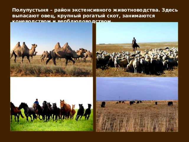 Полупустыня – район экстенсивного животноводства. Здесь выпасают овец, крупный рогатый скот, занимаются коневодством и верблюдоводством. 