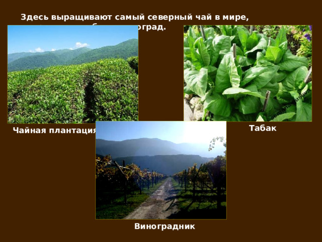 Здесь выращивают самый северный чай в мире, цитрусовые, табак и виноград. Табак Чайная плантация Виноградник 
