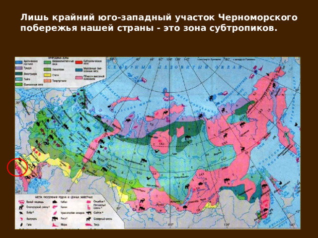 Лишь крайний юго-западный участок Черноморского побережья нашей страны - это зона субтропиков. 