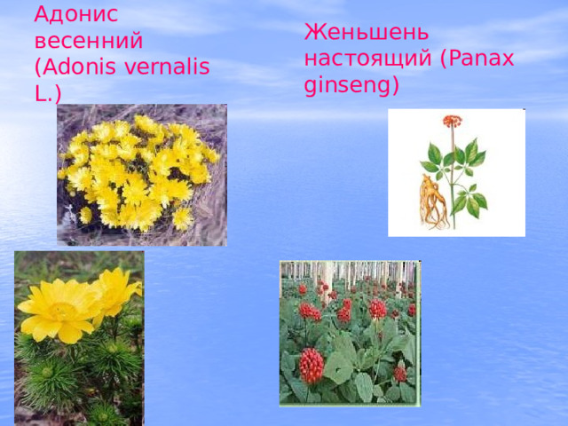 Адонис весенний (Adonis vernalis L.) Женьшень настоящий (Panax ginseng) 