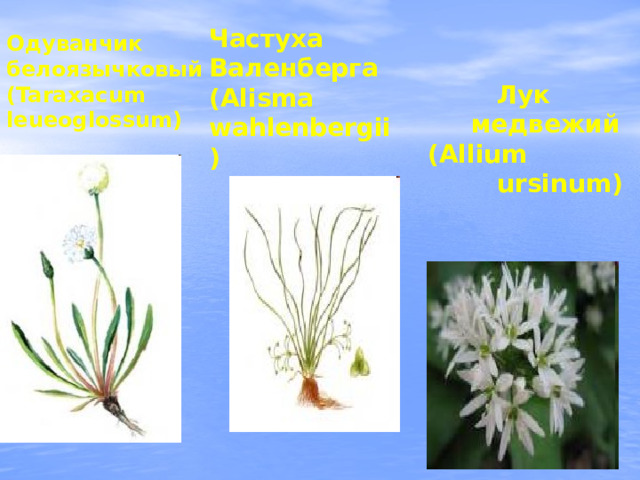 Одуванчик белоязычковый (Taraxacum leueoglossum) Частуха Валенберга (Alisma wahlenbergii)  Лук  медвежий (Allium  ursinum) 