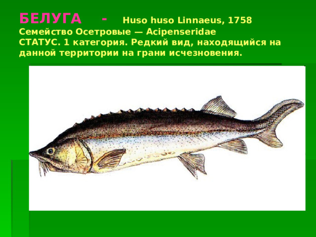 БЕЛУГА -  Huso huso Linnaeus, 1758  Семейство Осетровые — Acipenseridae  СТАТУС. 1 категория. Редкий вид, находящийся на данной территории на грани исчезновения. 