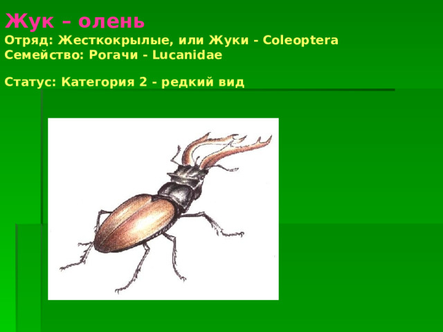  Жук – олень  Отряд: Жесткокрылые, или Жуки - Coleoptera  Семействo: Рогачи - Lucanidae  Статус: Категория 2 - редкий вид  