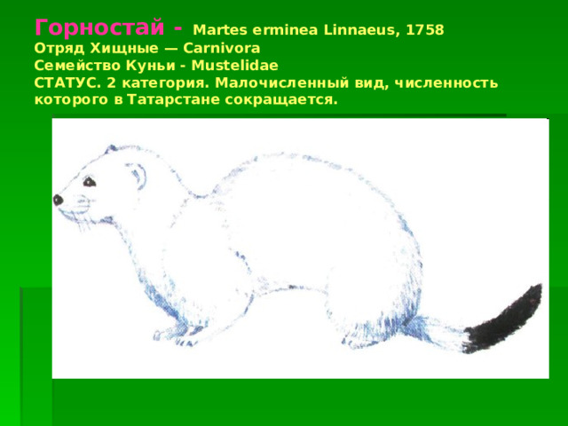 Горностай -  Martes erminea Linnaeus, 1758  Отряд Хищные — Carnivora  Семейство Куньи - Mustelidae  СТАТУС. 2 категория. Малочисленный вид, численность которого в Татарстане сокращается. 
