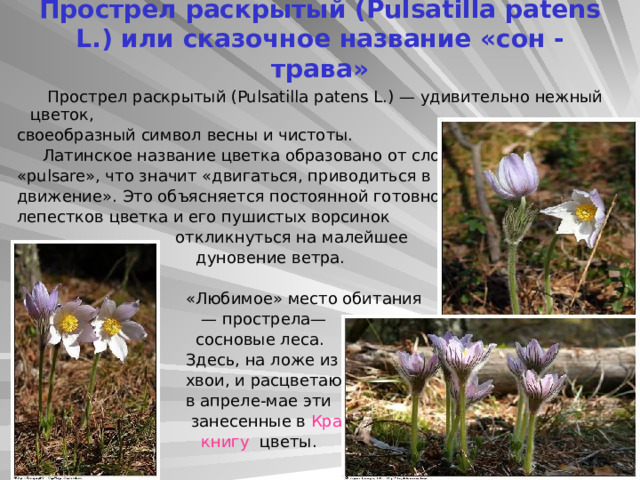 Прострел раскрытый (Pulsatilla patens L.) или сказочное название «сон - трава»  Прострел раскрытый (Pulsatilla patens L.) — удивительно нежный цветок,  своеобразный символ весны и чистоты.  Латинское название цветка образовано от слова  «pulsare», что значит «двигаться, приводиться в  движение». Это объясняется постоянной готовностью  лепестков цветка и его пушистых ворсинок  откликнуться на малейшее  дуновение ветра.  «Любимое» место обитания — прострела—  сосновые леса.  Здесь, на ложе из  хвои, и расцветают  в апреле-мае эти  занесенные в Красную  книгу цветы. 