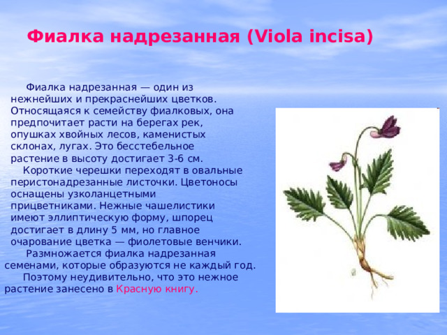 Фиалка надрезанная (Viola incisa)  Фиалка надрезанная — один из  нежнейших и прекраснейших цветков.  Относящаяся к семейству фиалковых, она  предпочитает расти на берегах рек,  опушках хвойных лесов, каменистых  склонах, лугах. Это бесстебельное  растение в высоту достигает 3-6 см.  Короткие черешки переходят в овальные  перистонадрезанные листочки. Цветоносы  оснащены узколанцетными  прицветниками. Нежные чашелистики  имеют эллиптическую форму, шпорец  достигает в длину 5 мм, но главное  очарование цветка — фиолетовые венчики.  Размножается фиалка надрезанная семенами, которые образуются не каждый год.  Поэтому неудивительно, что это нежное растение занесено в Красную книгу. 