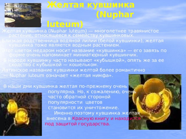 Желтая кувшинка  (Nuphar luteum) Желтая кувшинка (Nuphar luteum) — многолетнее травянистое растение, относящееся к семейству кувшинковых. Близкая родственница водяной лилии (белой кувшинки), желтая кувшинка тоже является водным растением. Этот цветок недаром носит название «кувшинка» — его завязь по форме очень напоминает миниатюрный кувшинчик.  В народе кувшинку часто называют «кубышкой», опять же за ее сходство с кубышкой — кошельком. Латинское название кувшинки желтой более романтично — Nuphar luteum означает «желтая нимфа».  В наши дни кувшинка желтая по-прежнему очень  популярна. Но, к сожалению, очень  часто обратной стороной  популярности цветов  становится их уничтожение.  Именно поэтому кувшинка желтая  внесена в  Красную книгу и находится  под защитой государства. 