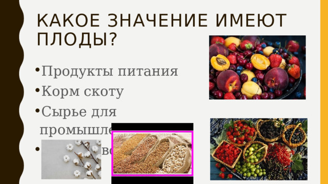 Какое значение имеют плоды? Продукты питания Корм скоту Сырье для промышленности Лекарство 