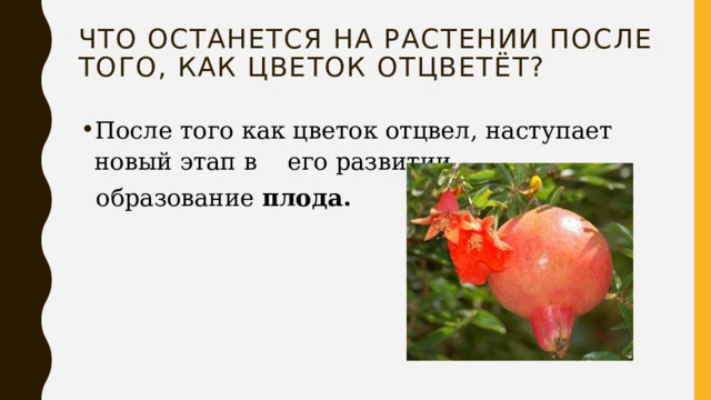 Что останется на растении после того, как цветок отцветёт? После того как цветок отцвел, наступает новый этап в его развитии –  образование плода. 