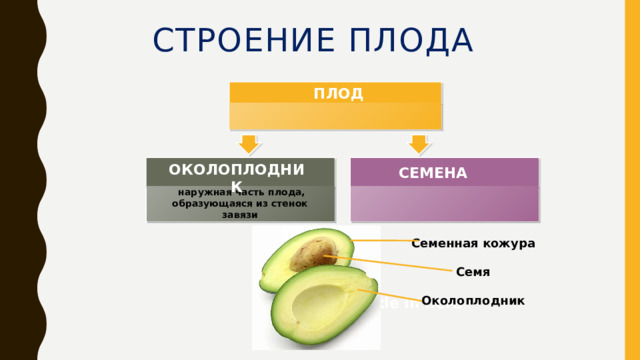 Строение плода ПЛОД ОКОЛОПЛОДНИК СЕМЕНА  наружная часть плода, образующаяся из стенок завязи Семенная кожура  Семя  Околоплодник  Title in here  