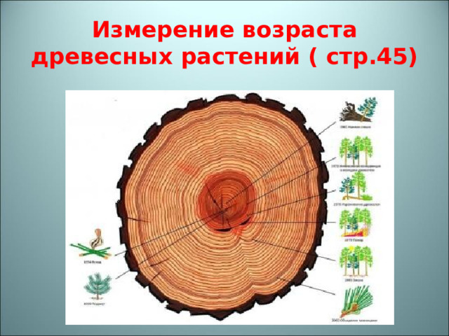 Измерение возраста древесных растений ( стр.45) 
