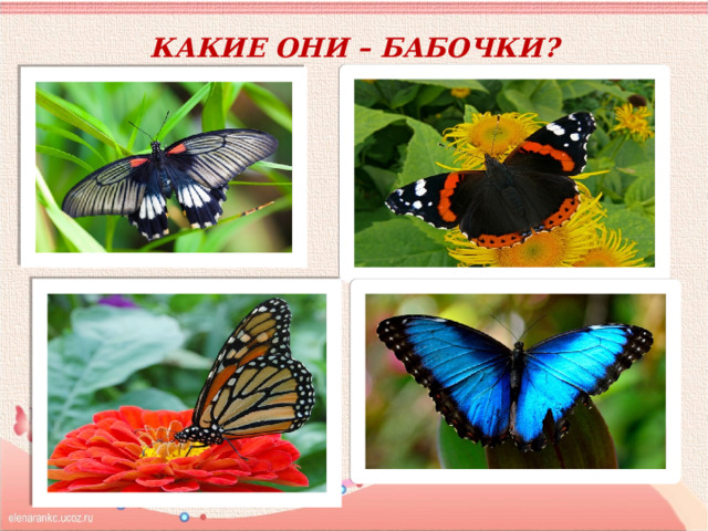 Какие они – бабочки? 