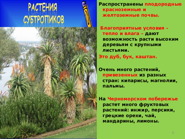 Природная зона субтропические леса