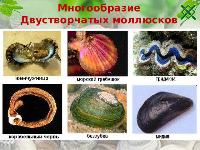 Многообразие Двустворчатых моллюсков 