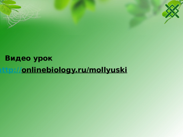 Видео урок http:// onlinebiology.ru/mollyuski  