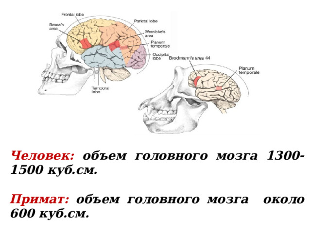 Человек: объем головного мозга 1300-1500 куб.см.  Примат: объем головного мозга около 600 куб.см. 