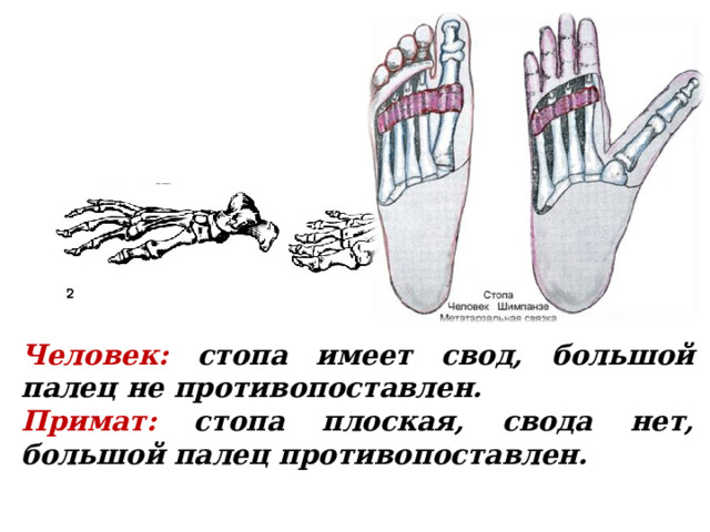 Человек: стопа имеет свод, большой палец не противопоставлен. Примат: стопа плоская, свода нет, большой палец противопоставлен. 
